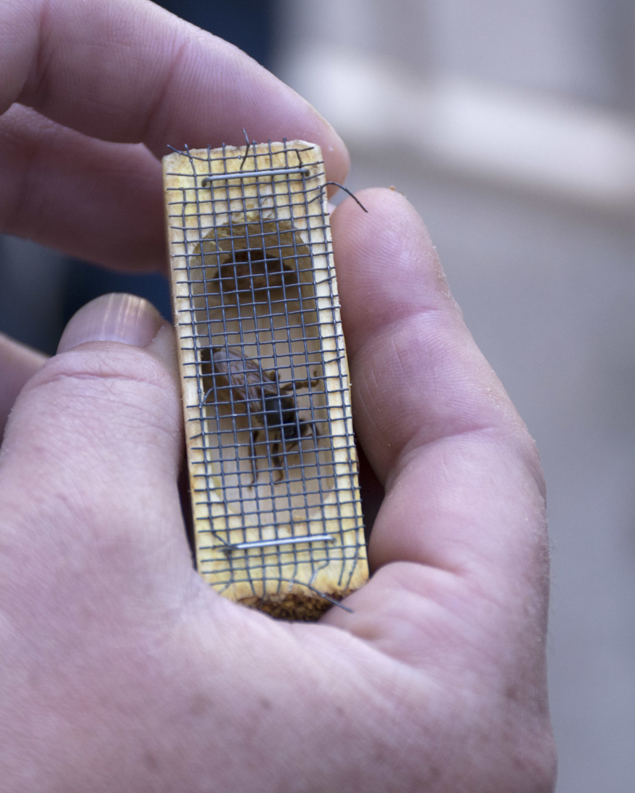 Queen bee removed from Swanson Arch